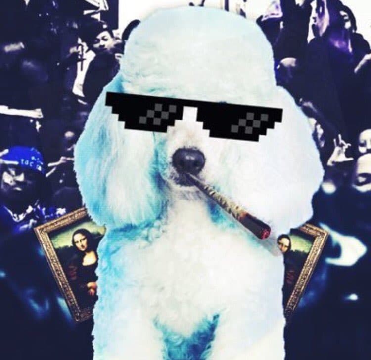 Hacker Interviews – R.I.U. crip (@cripthepoodle) – Security Affairs