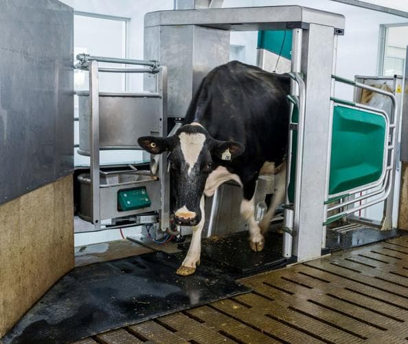 Crooks took control of a cow milking robot causing the death of a cow