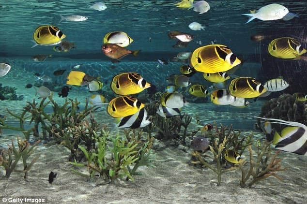 Attackers exfiltrated a casino’s high-roller list through a connected fish tank